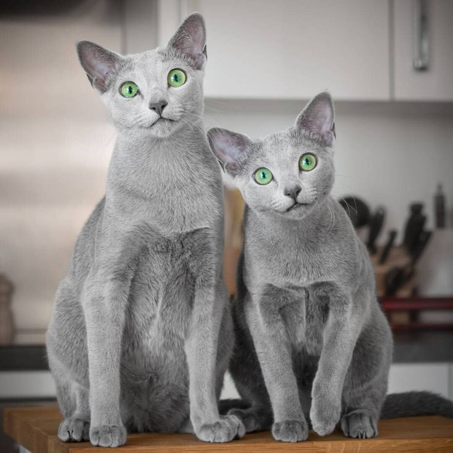 Русская голубая короткошерстная кошка