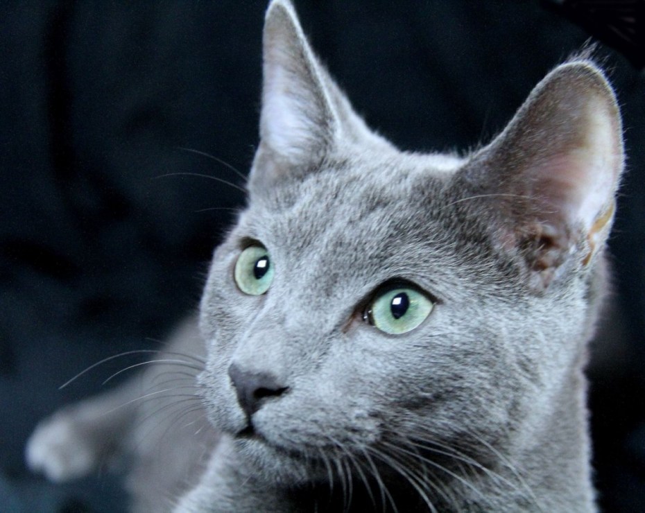 Королевская голубая кошка