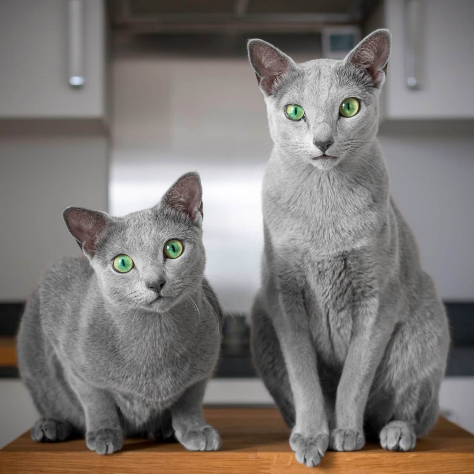 Русская голубая кошка характер