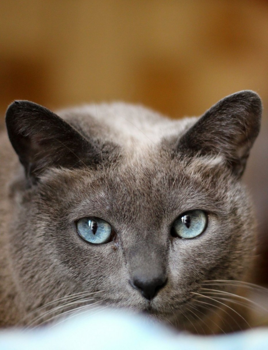 Кошка шартрез серая