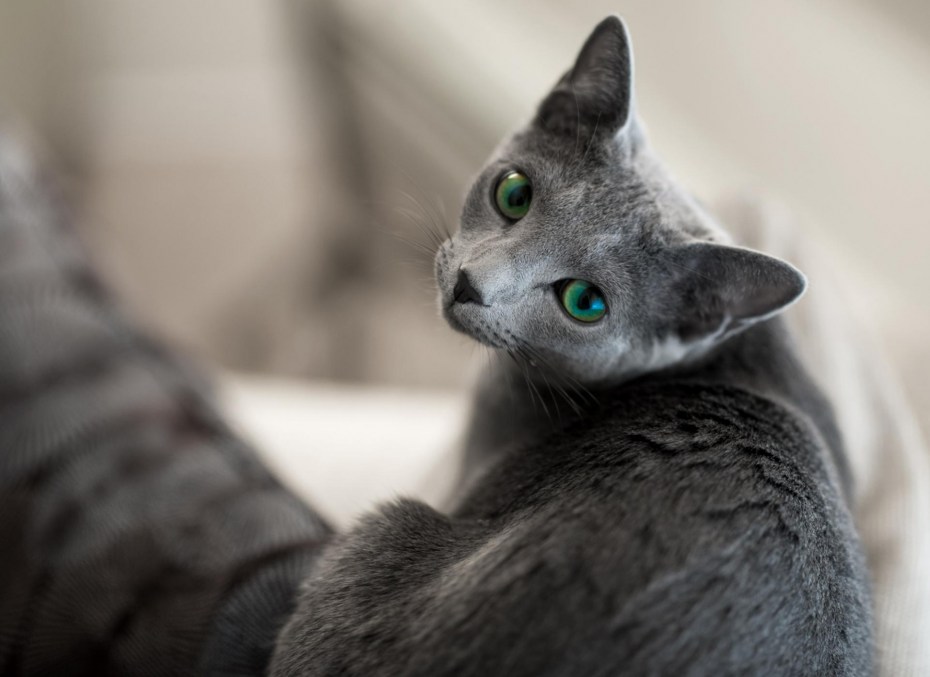 Русская голубая кошка