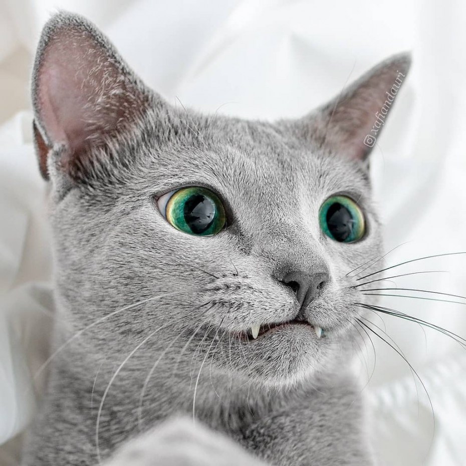 Русская голубая кошка