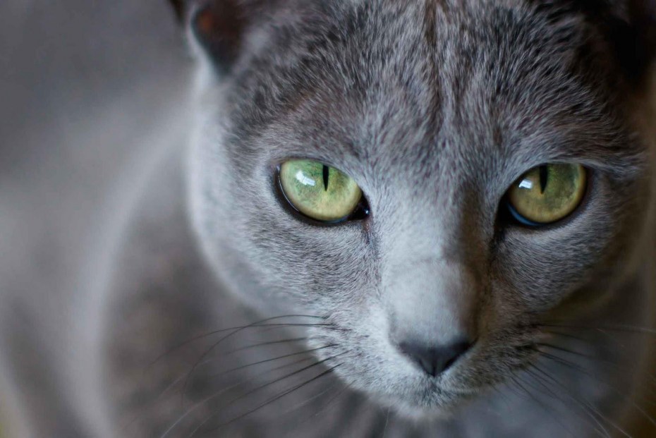Русская голубая кошка серая