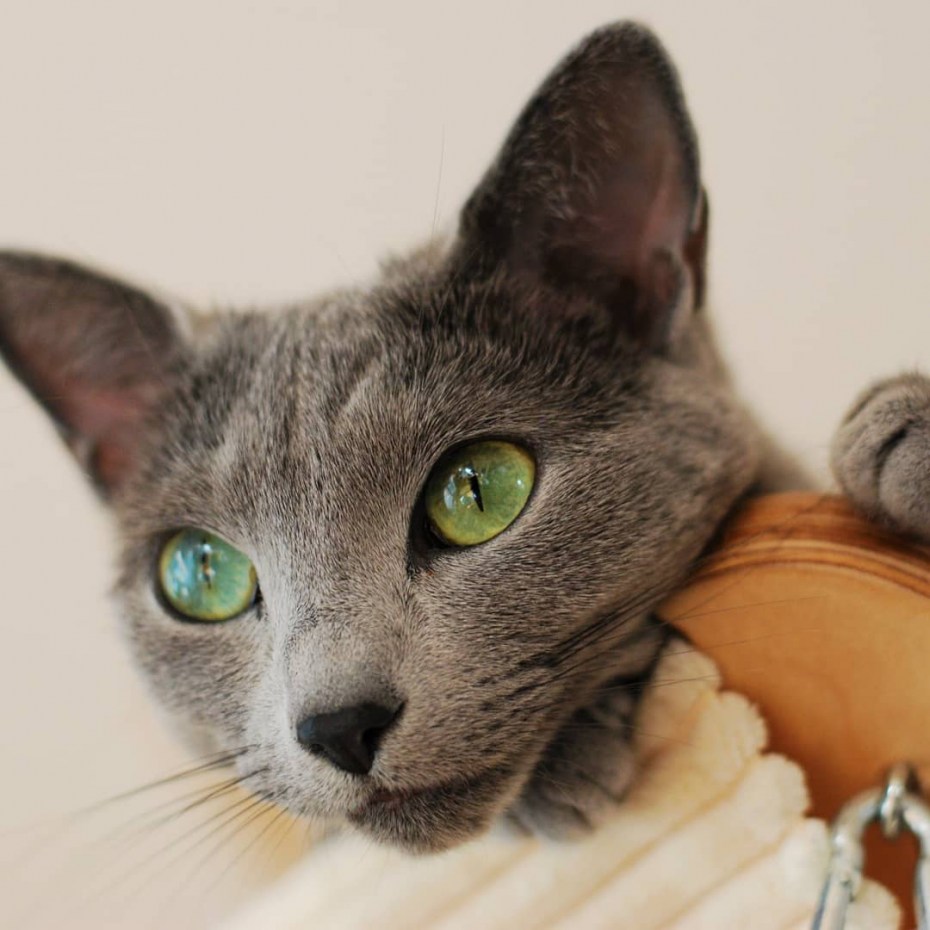 Русская голубая кошка