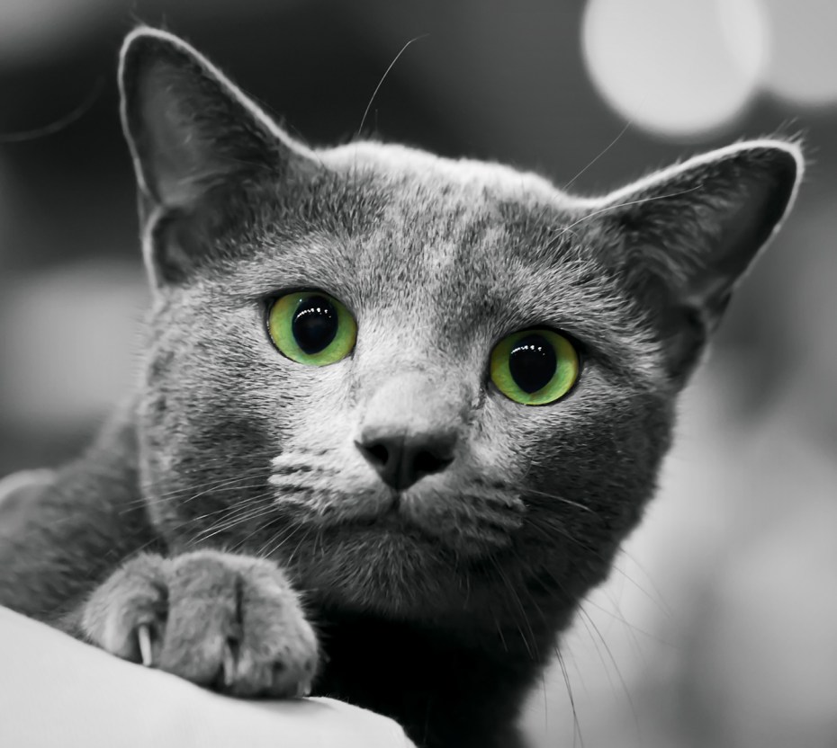 Русская голубая кошка