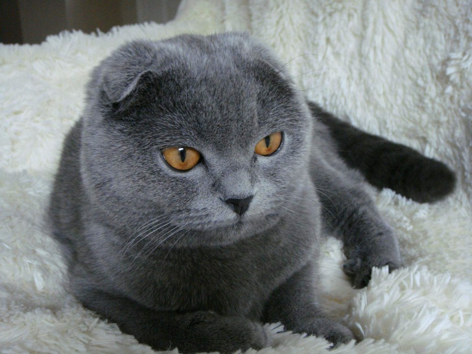 Британские вислоухие коты