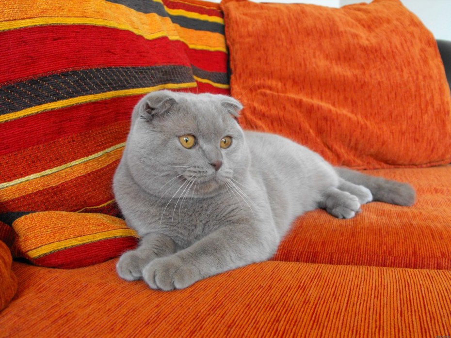 Шотландский кот скоттиш фолд