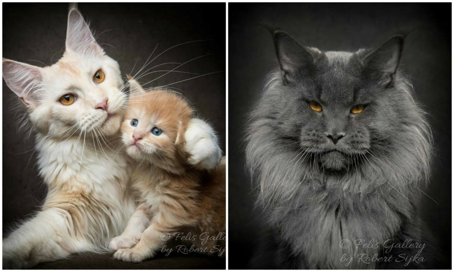 Котенок Мейн куна с мамой