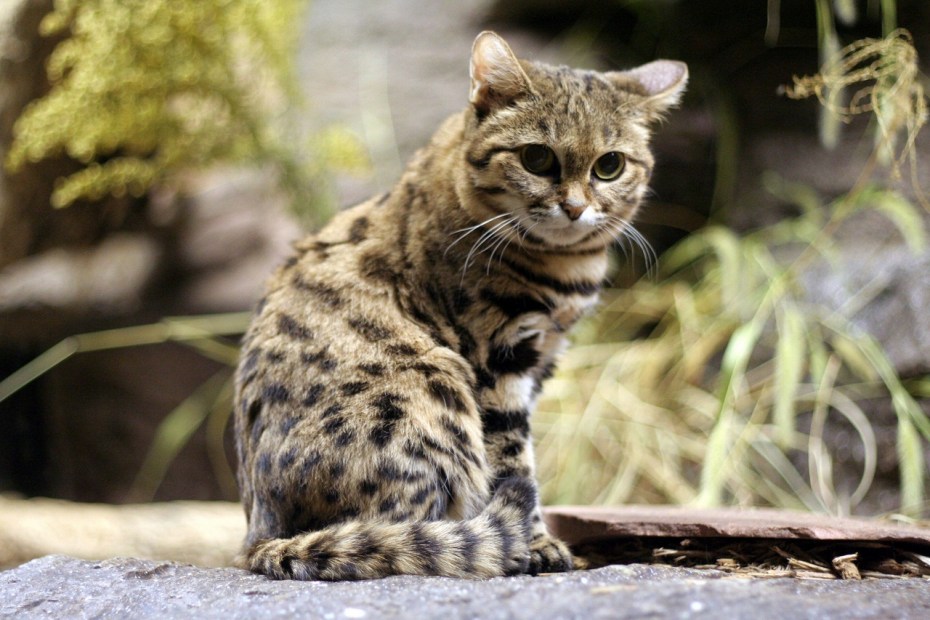 Черноногая кошка