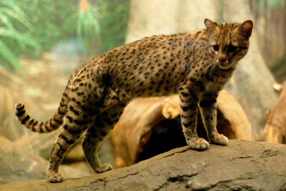 Кошка Жоффруа Южная Америка