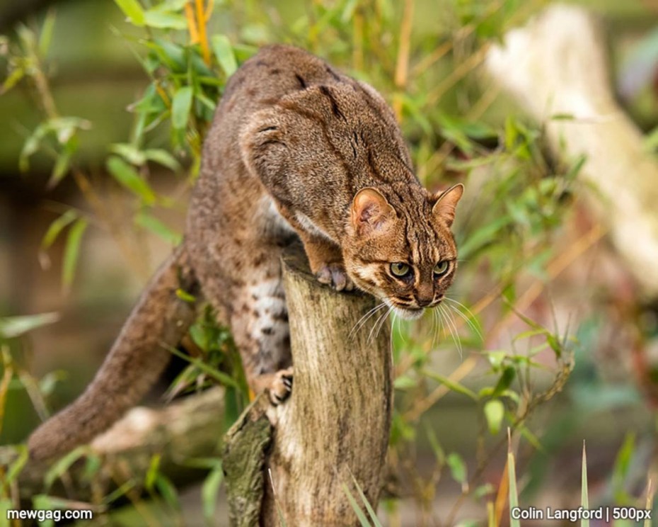 Рыжая пятнистая кошка Prionailurus rubiginosus