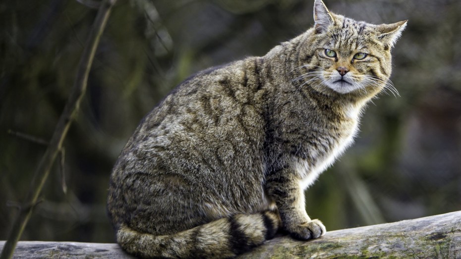 Шотландская Лесная кошка