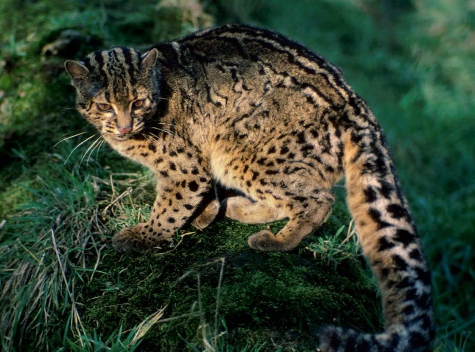 Pardofelis Marmorata