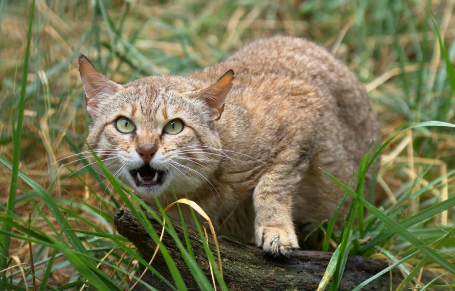 Шотландские Дикие коты