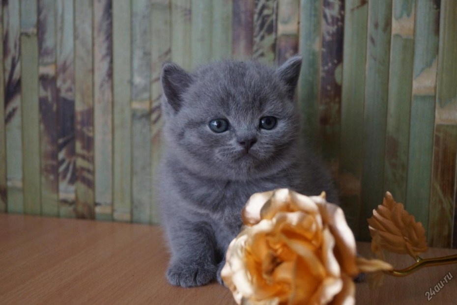 Шотландский скоттиш страйт вислоухий шоколадный