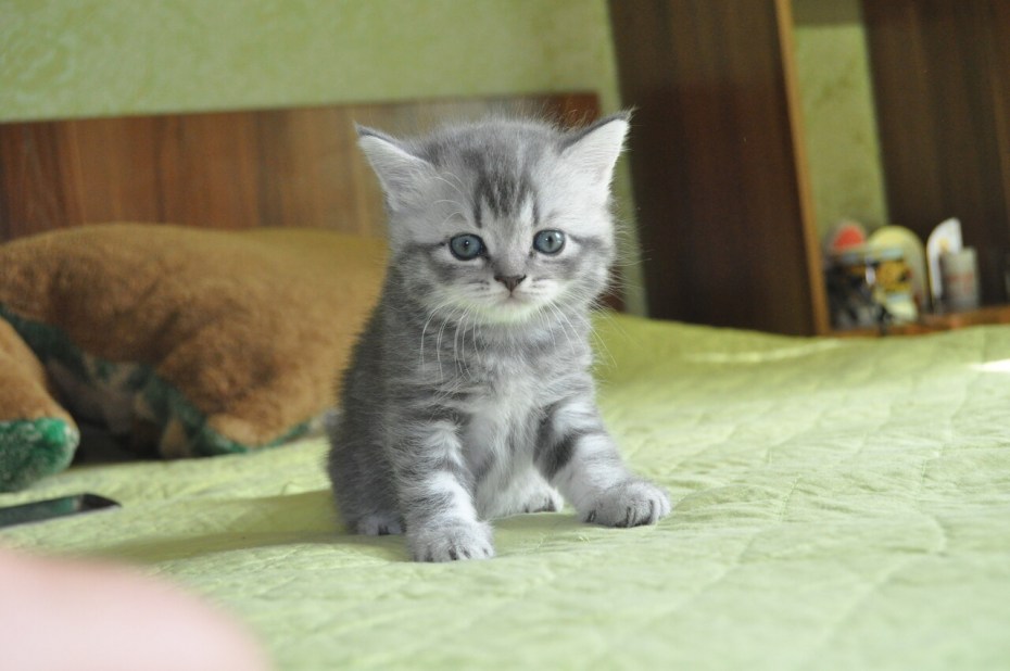 Скоттиш Шотландская прямоухая
