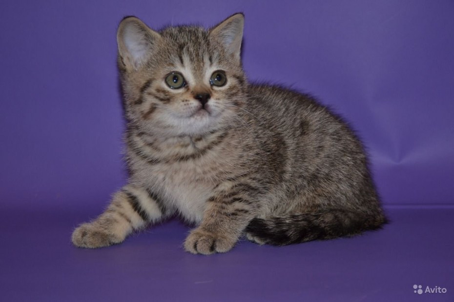 Шотландская прямоухая кошка мрамор