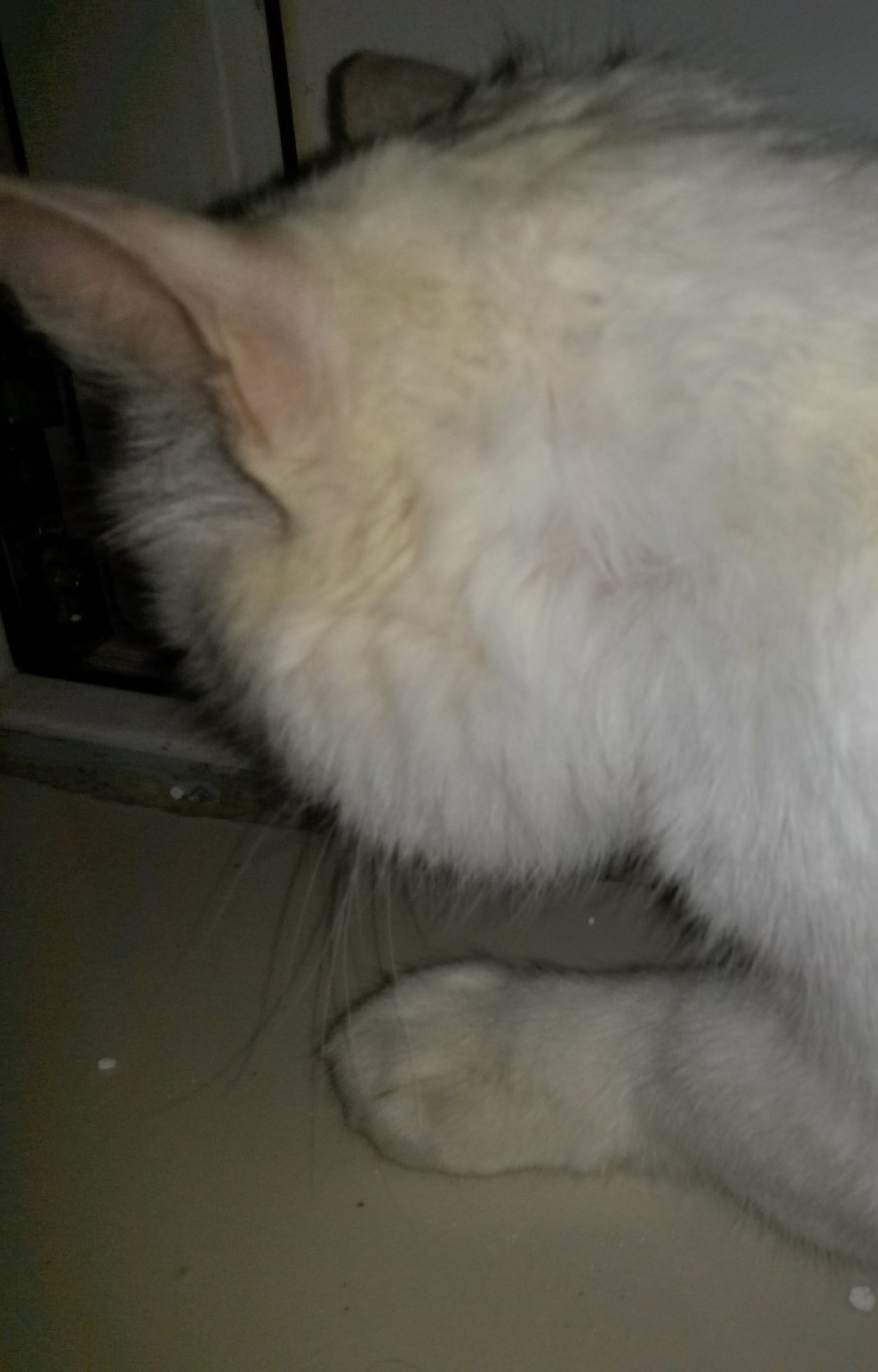 Кошачий стригущий лишай