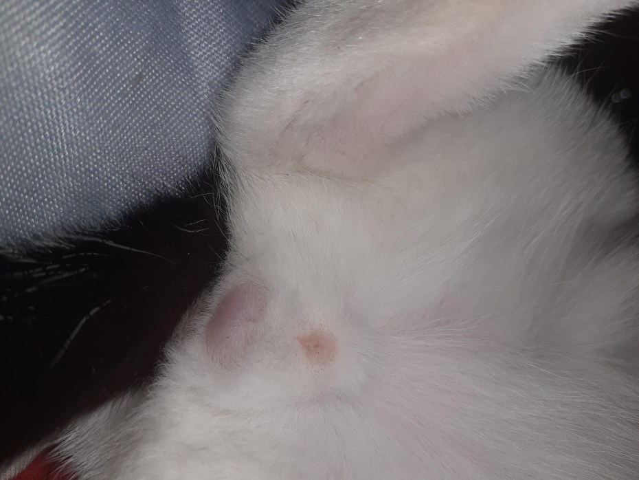 Коричневые пятна на коже у кота