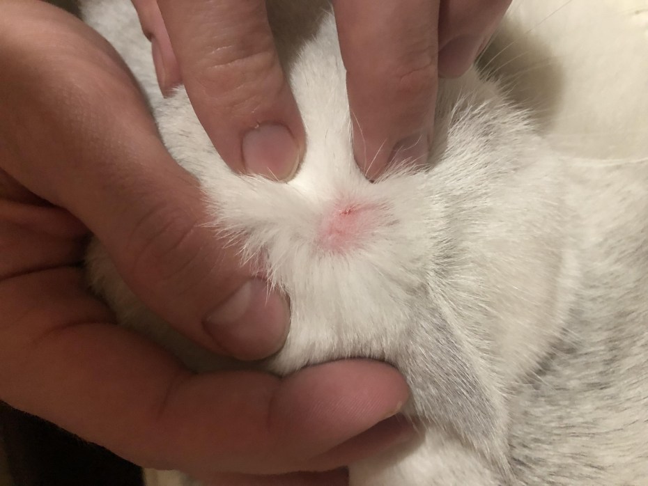 Стригущий лишай у кошек на голове