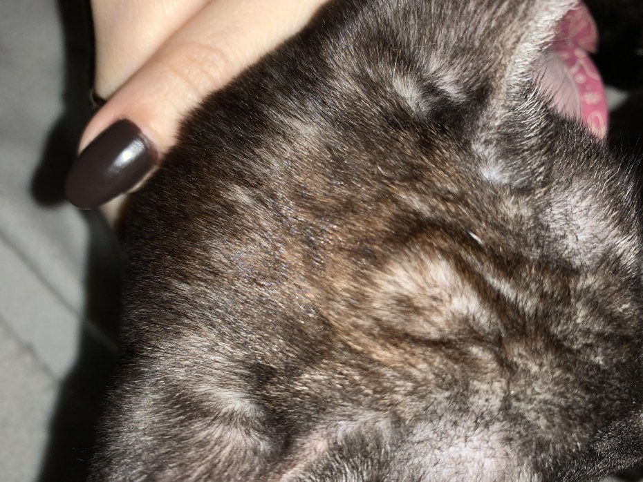 Кошачий стригущий лишай у кошки
