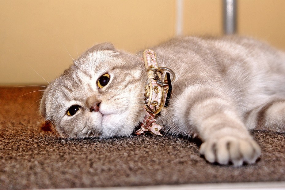 Европейский короткошерстный вислоухий кот