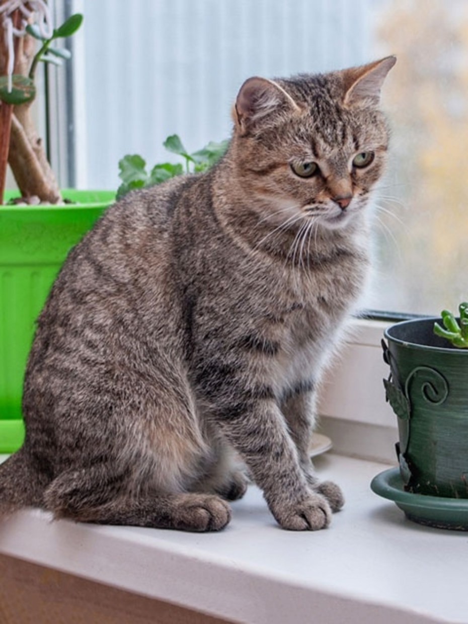 Домашние кошки дома