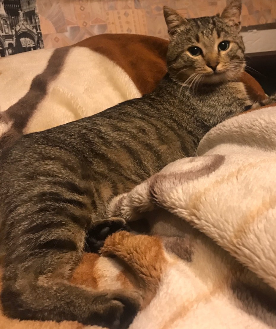 Домашняя кошка дома