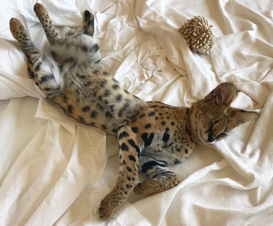 Кот сервал домашний