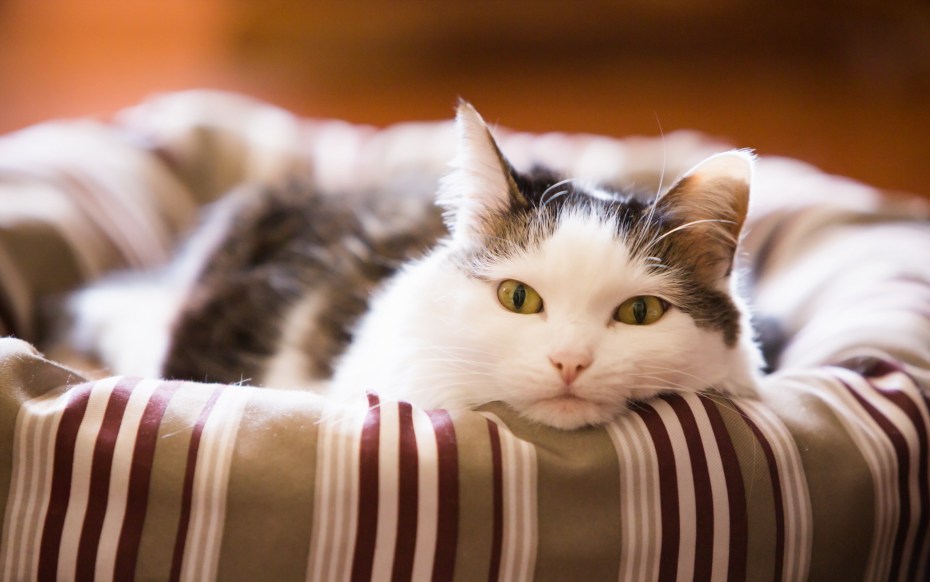 Домашний котик