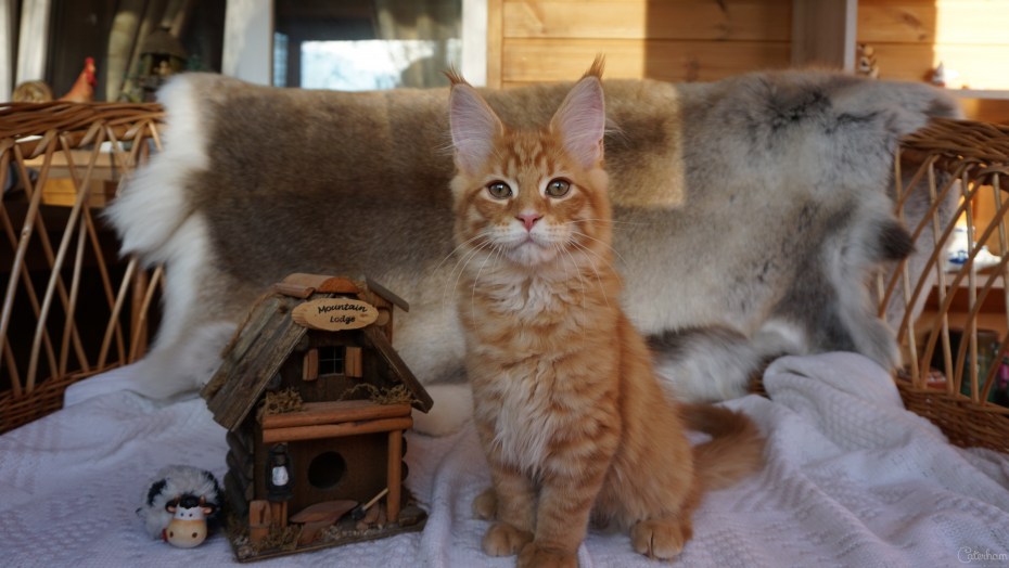 Дом для кошки