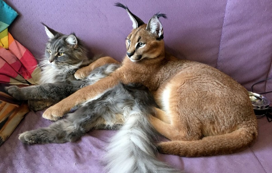 Кот каракал домашний