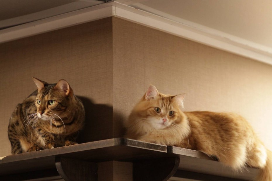 Дом для котика