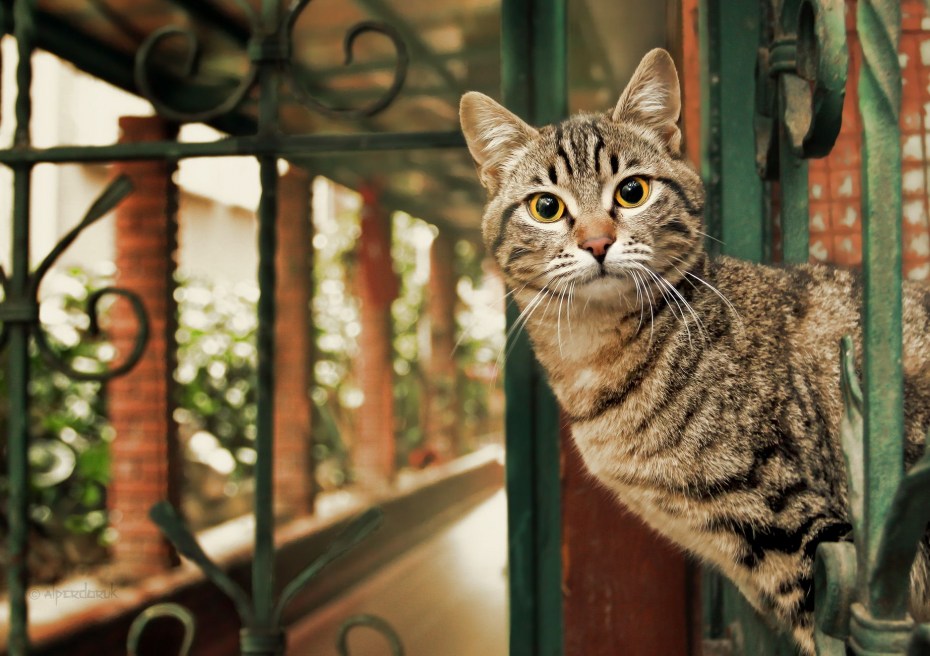 Домашние питомцы коты