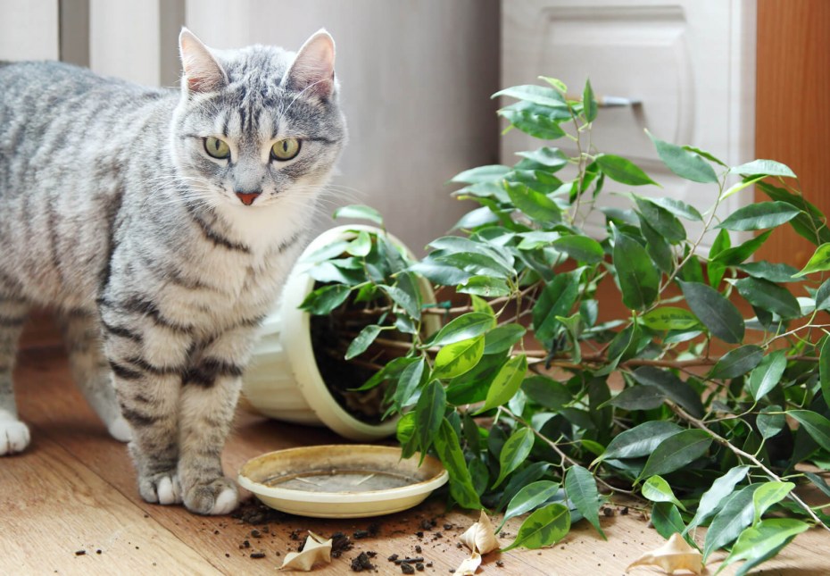 Кот и домашние цветы