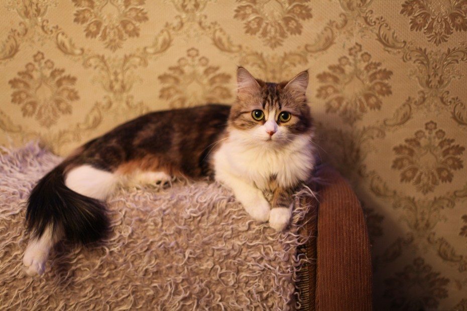 Дома для кошек
