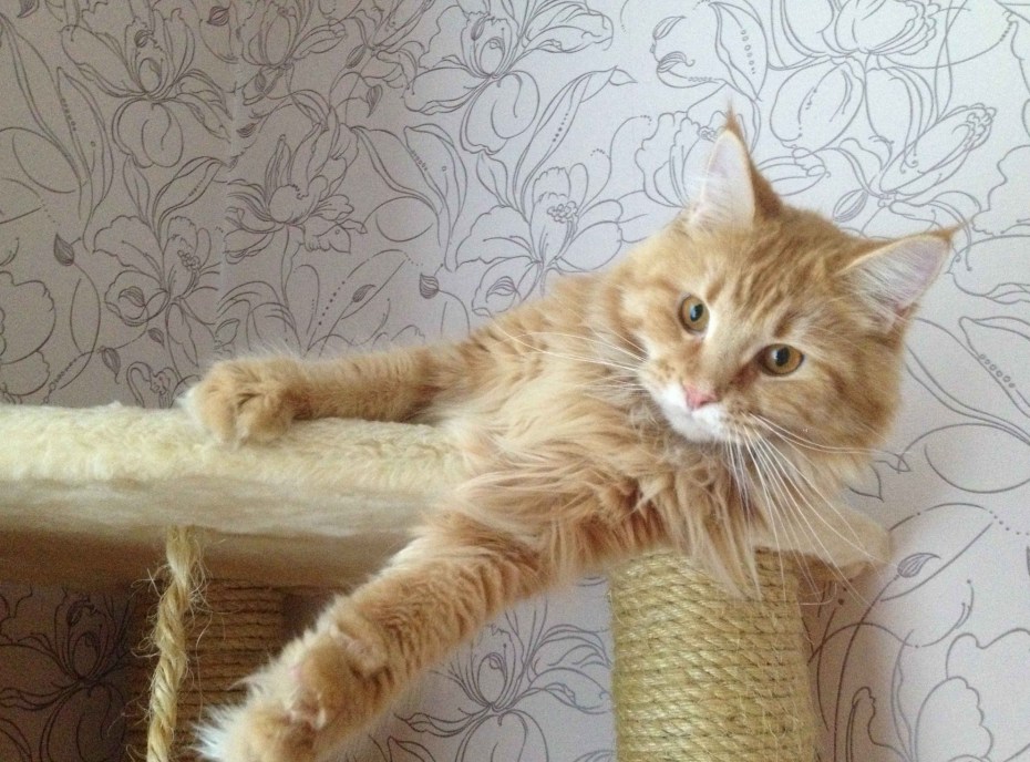 Дом для котика