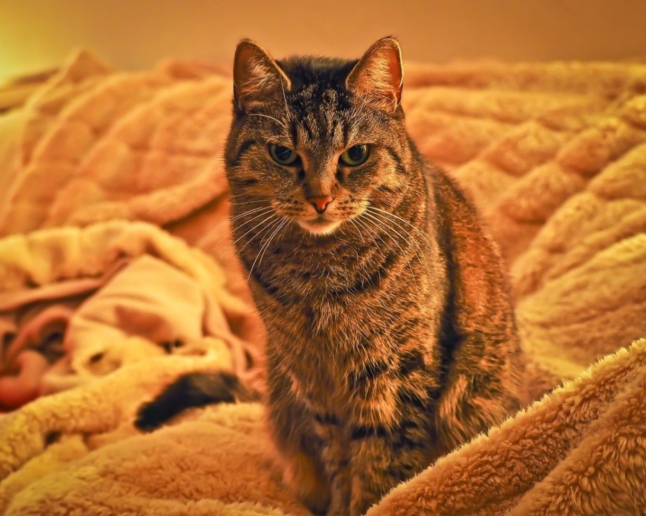 Домашний кот