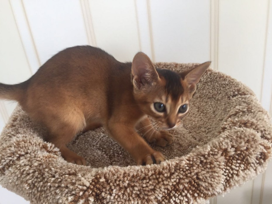 Абиссинская кошка
