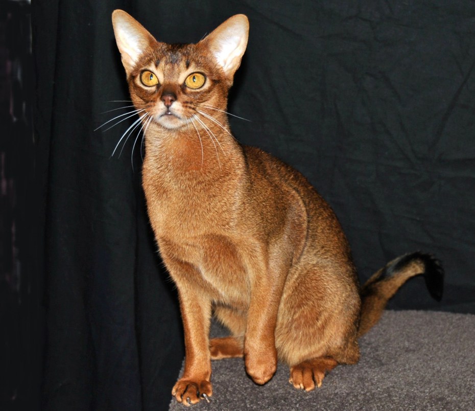 Американская Абиссинская кошка