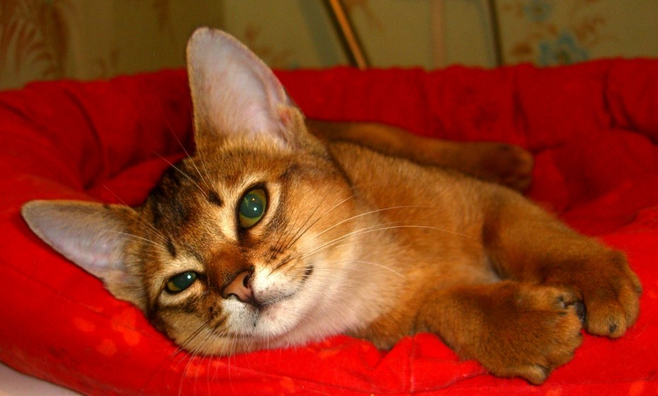 Коты с диким окрасом