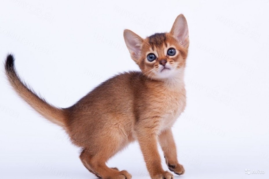 Абиссинская кошка