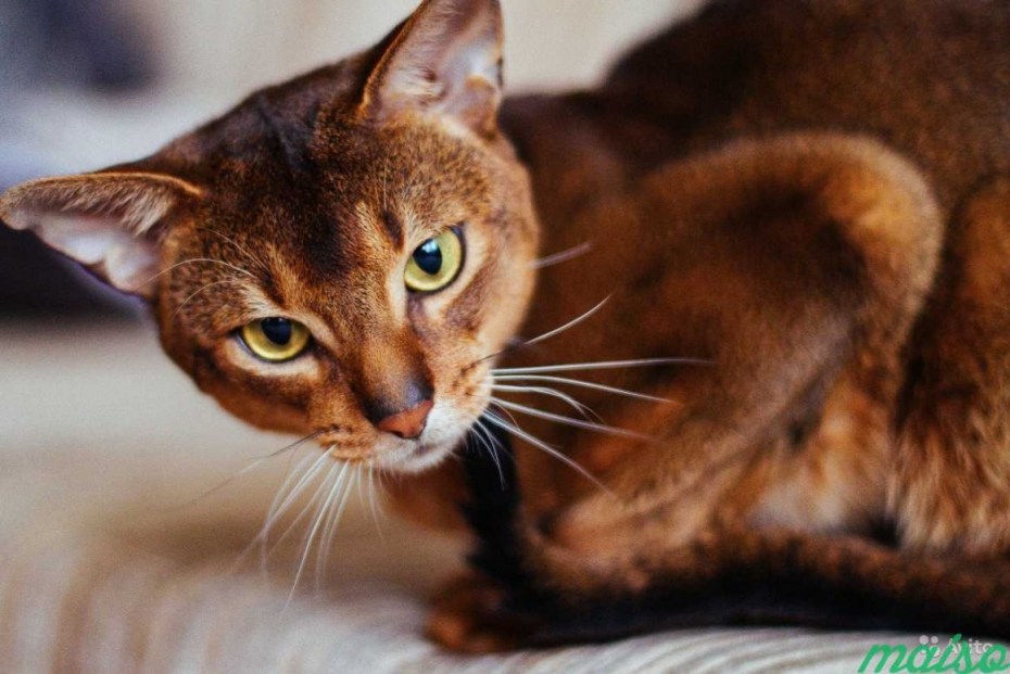 Абиссинская кошка