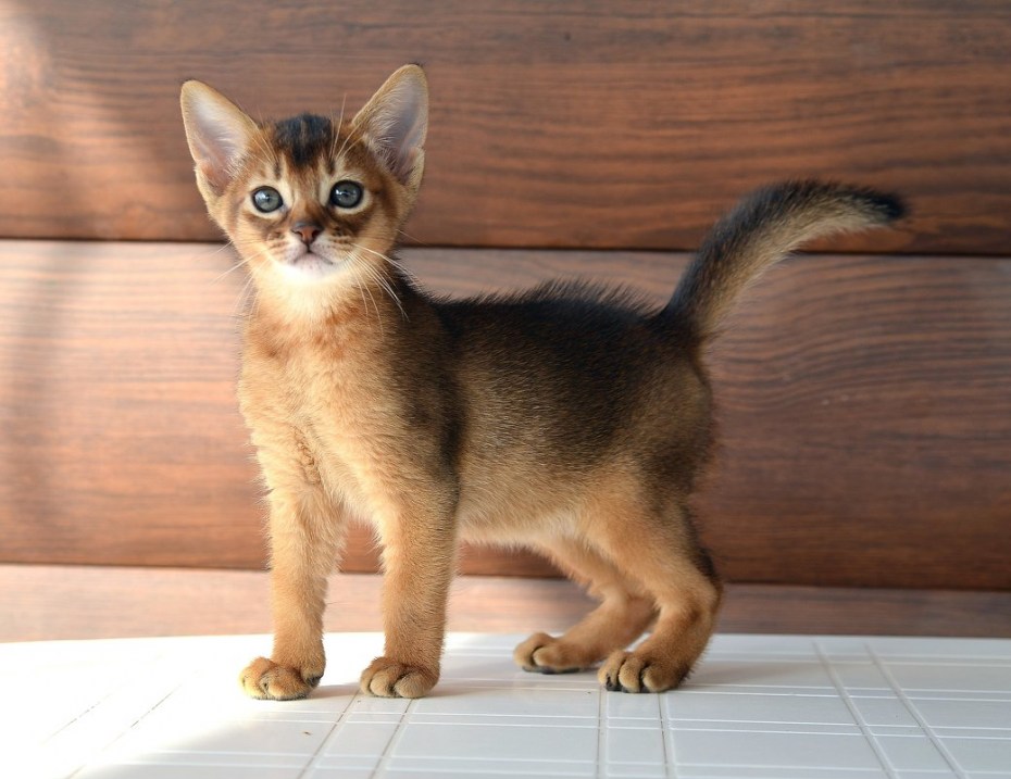 Абиссинская кошка котёнок