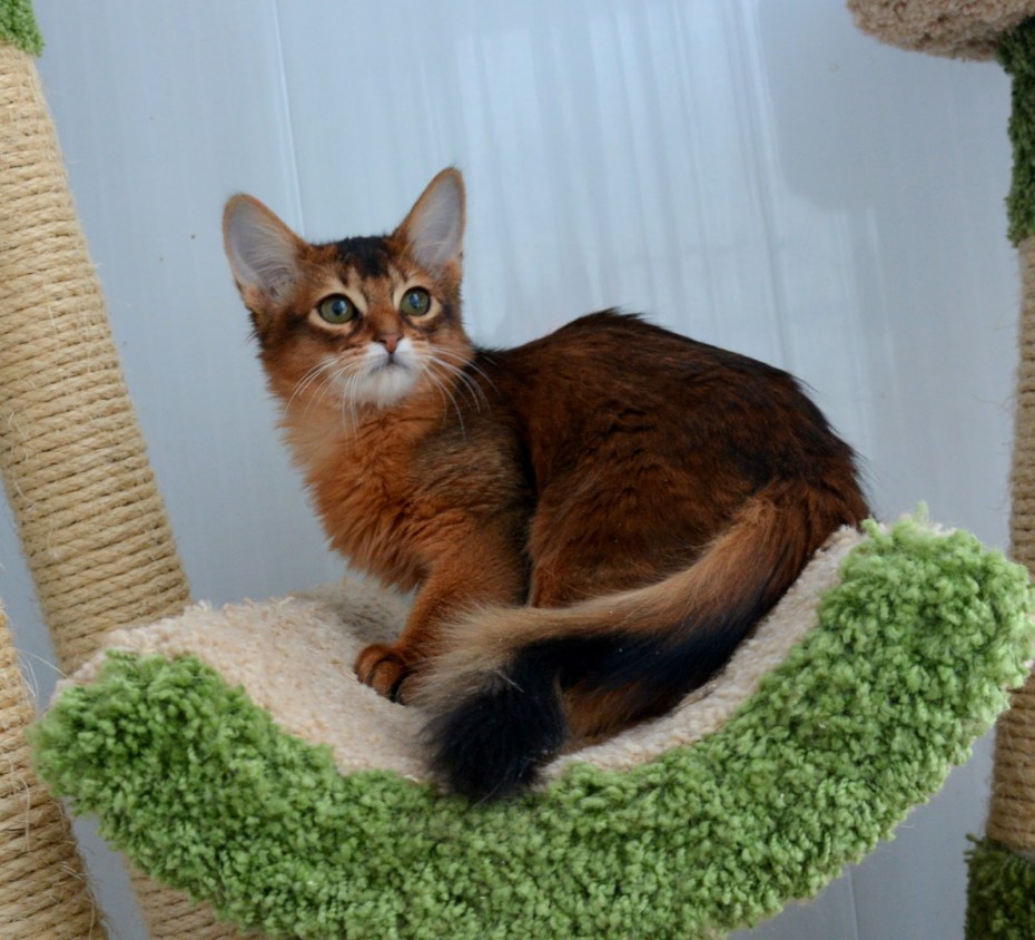 Кот дикий окрас