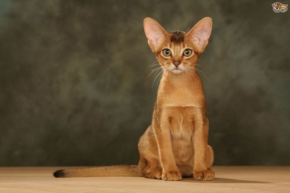 Абиссинская кошка