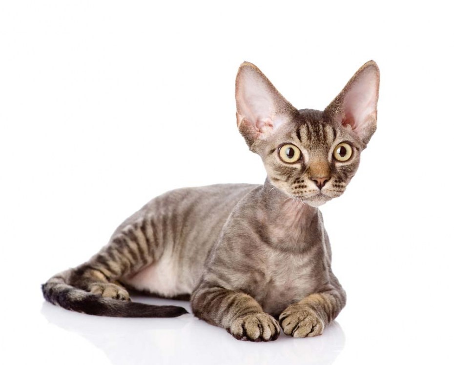 Породы кошек которые не линяют