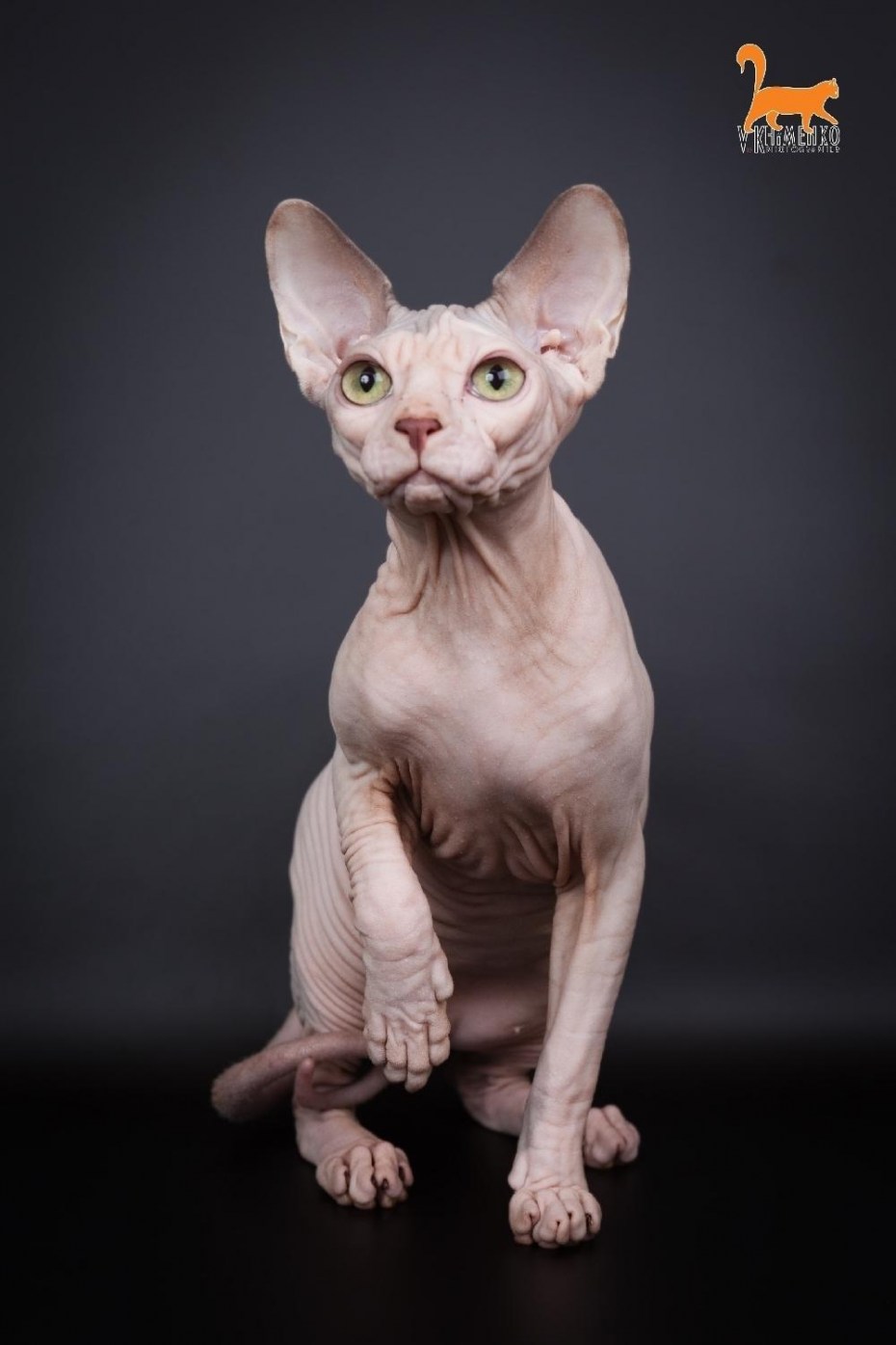 Кошки которые не линяют