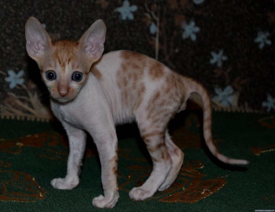 Корниш рекс линяют?