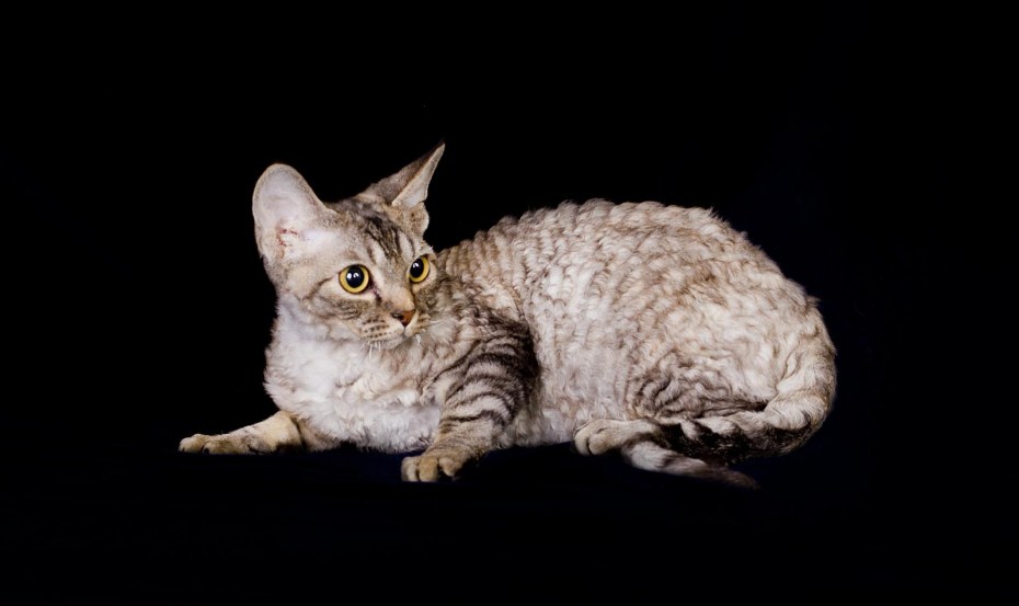 Рекс кошка линяет